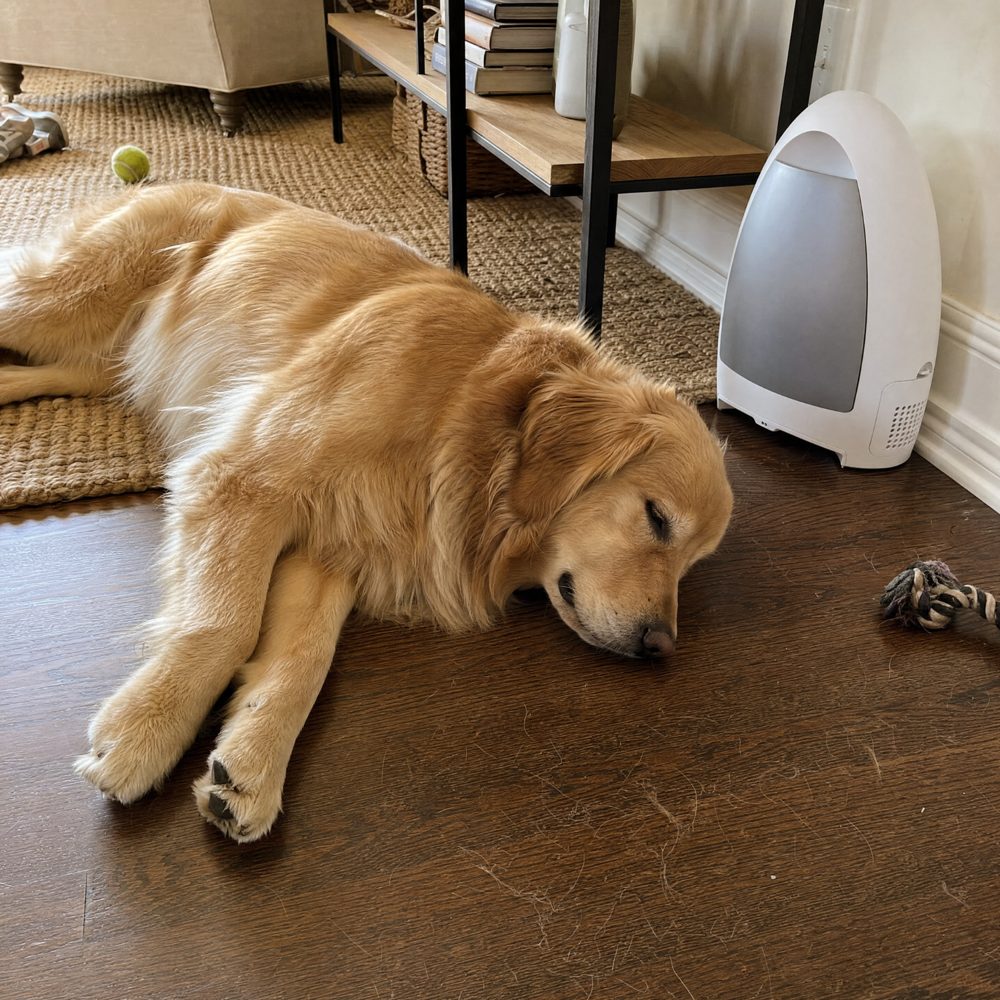 A golden retriever resting on hardwood floors beside the EyeVac