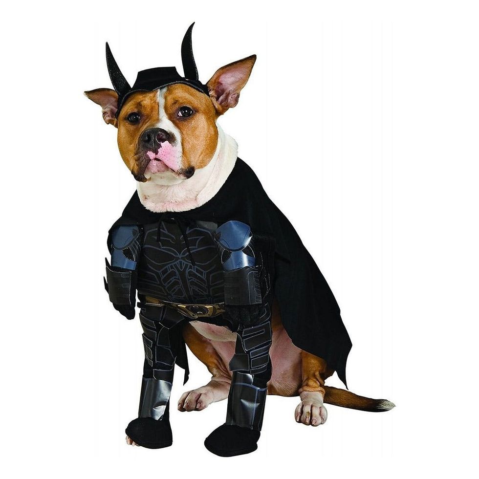 12-Dark-Knight-Dog-Costume