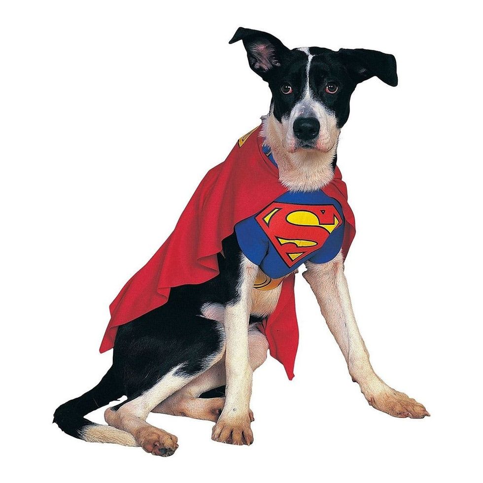 2-Superman-Dog-Costume