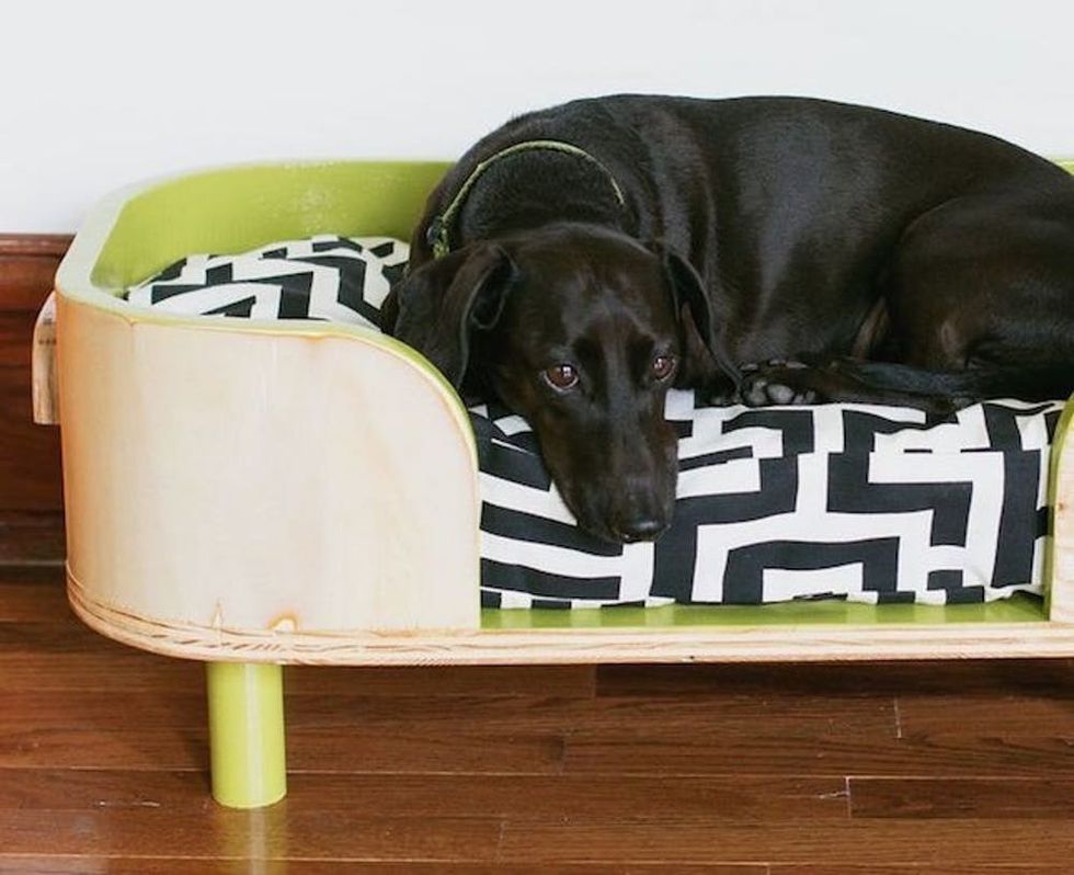 16 Quirky Pet Accessories for Your DogFriendly Office Brit + Co