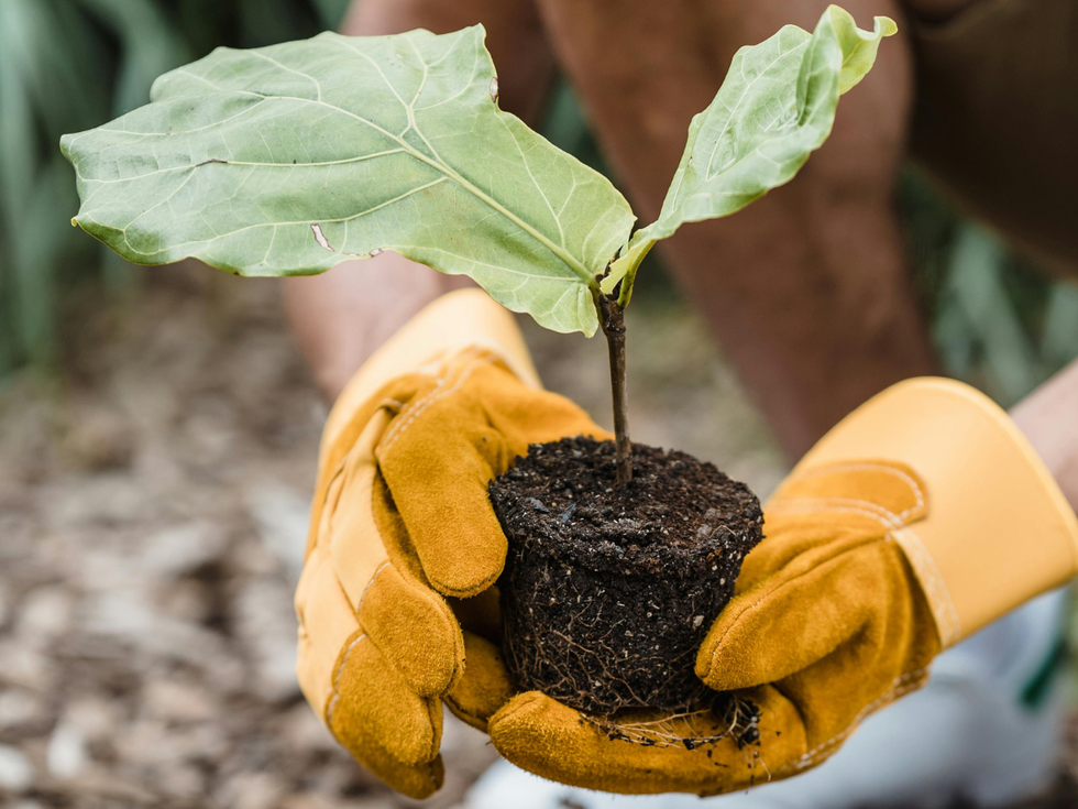 5. Support the parks through donations and volunteer work.