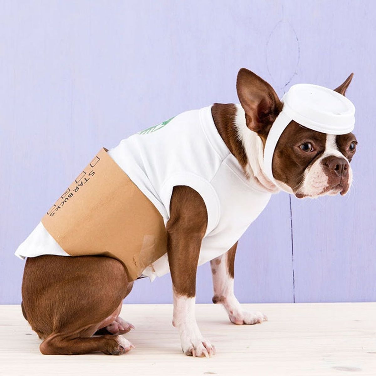 81 Dog Halloween Costume Ideas includes this Starbucks latte dog costume