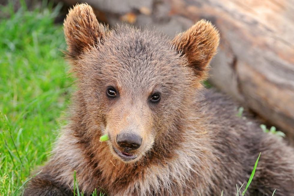 A bear cub poses in the park in Bern