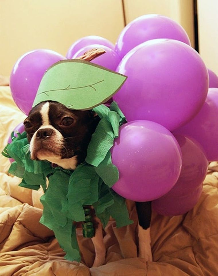 alternate grape 5s outfit