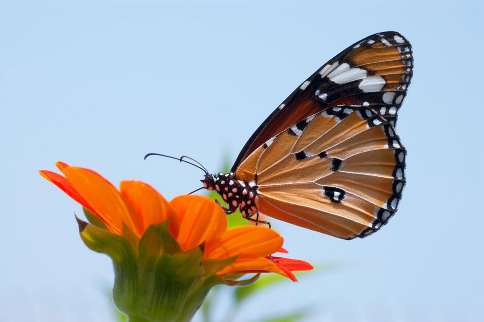 a butterfly in a garden pollinating