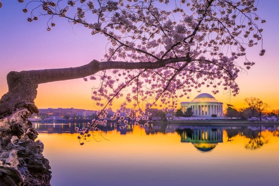 A cherry tree blooms across the water from the Jefferson Memorial in Washington, DC