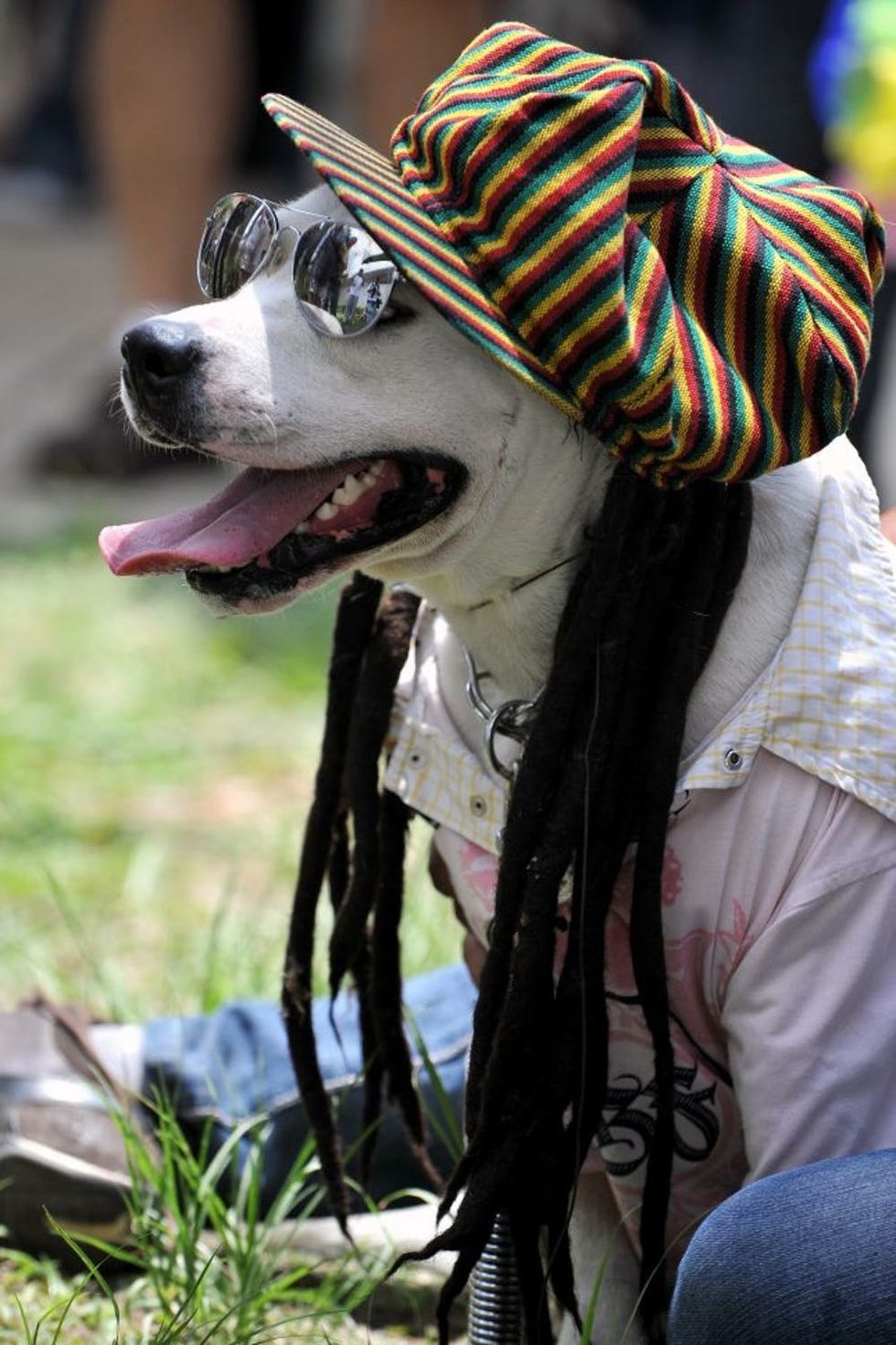 A dog dressed as a rastafarian participates in the Family Pet festival, on October 25, 2009, in Cali, department of Valle del Cauca, Colombia. AFP PHOTO/Luis ROBAYO (Photo credit should read LUIS ROBAYO/AFP/Getty Images)