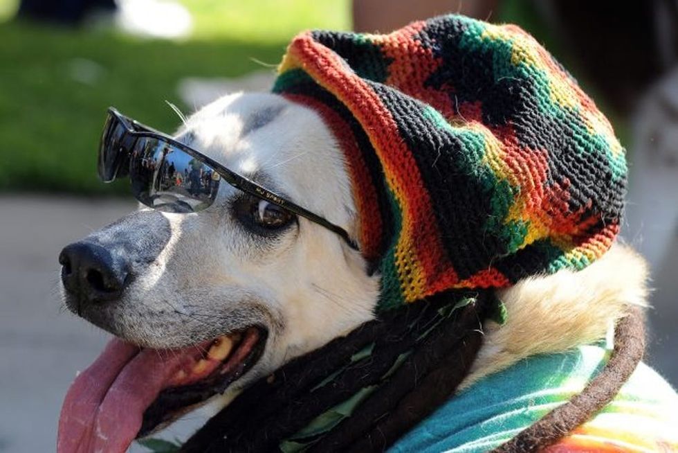 A dog dressed in a reggae costume attends the Halloween Dog Costume Parade in Long Beach, California on October 31, 2010. AFP PHOTO / Robyn Beck (Photo credit should read ROBYN BECK/AFP/Getty Images)