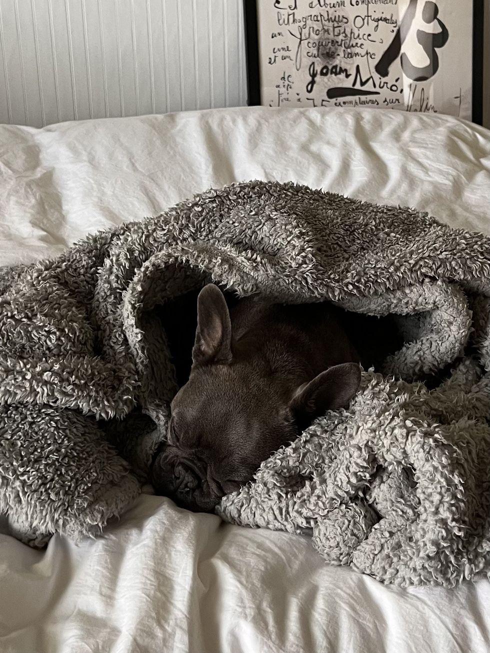 a dog in a fuzzy blanket on the couch