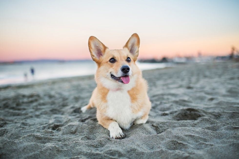 A dog relaxes on a beach at sunset