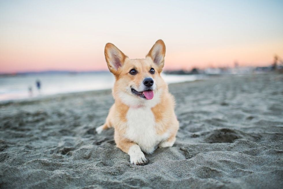 A dog relaxes on a beach at sunset