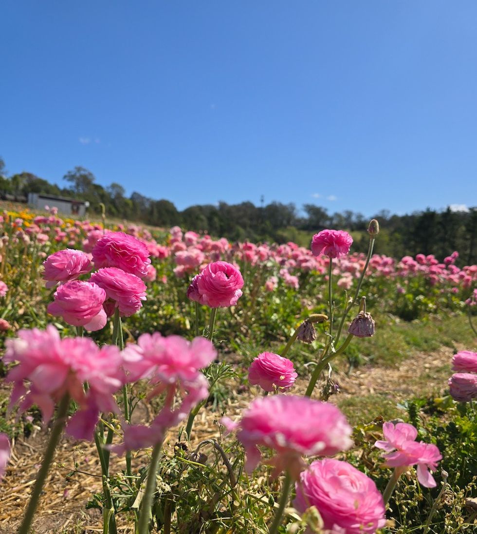 a field of pink flowers