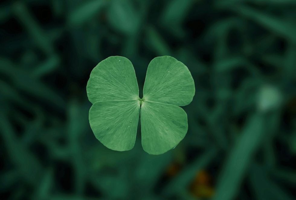 a four leaf clover