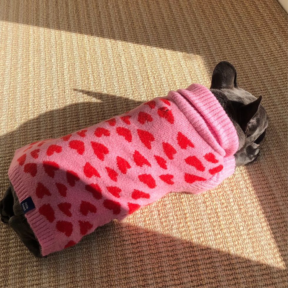 a french bulldog in a pink and red heart sweater laying in a sun spot