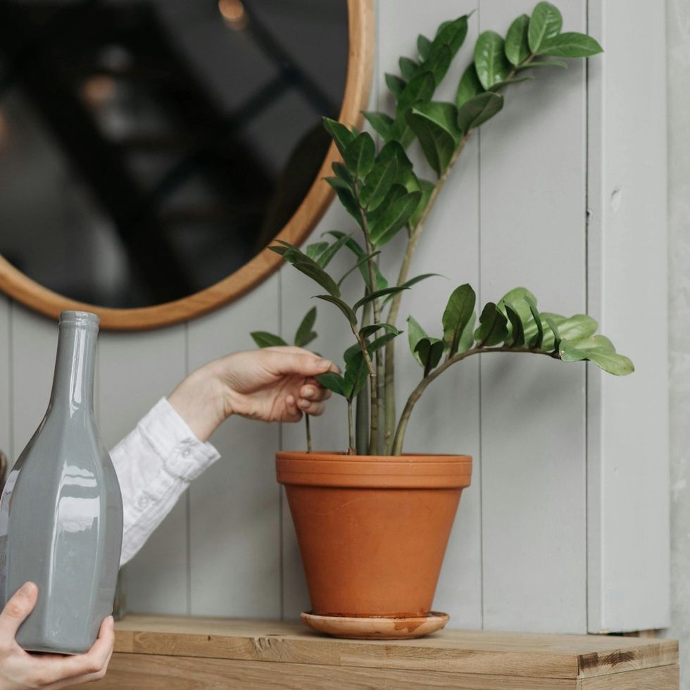a house plant with sticky leaves