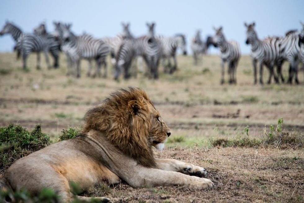 A lion rests in front of a herd of zebra in Kenya's Masai Mara National Reserve
