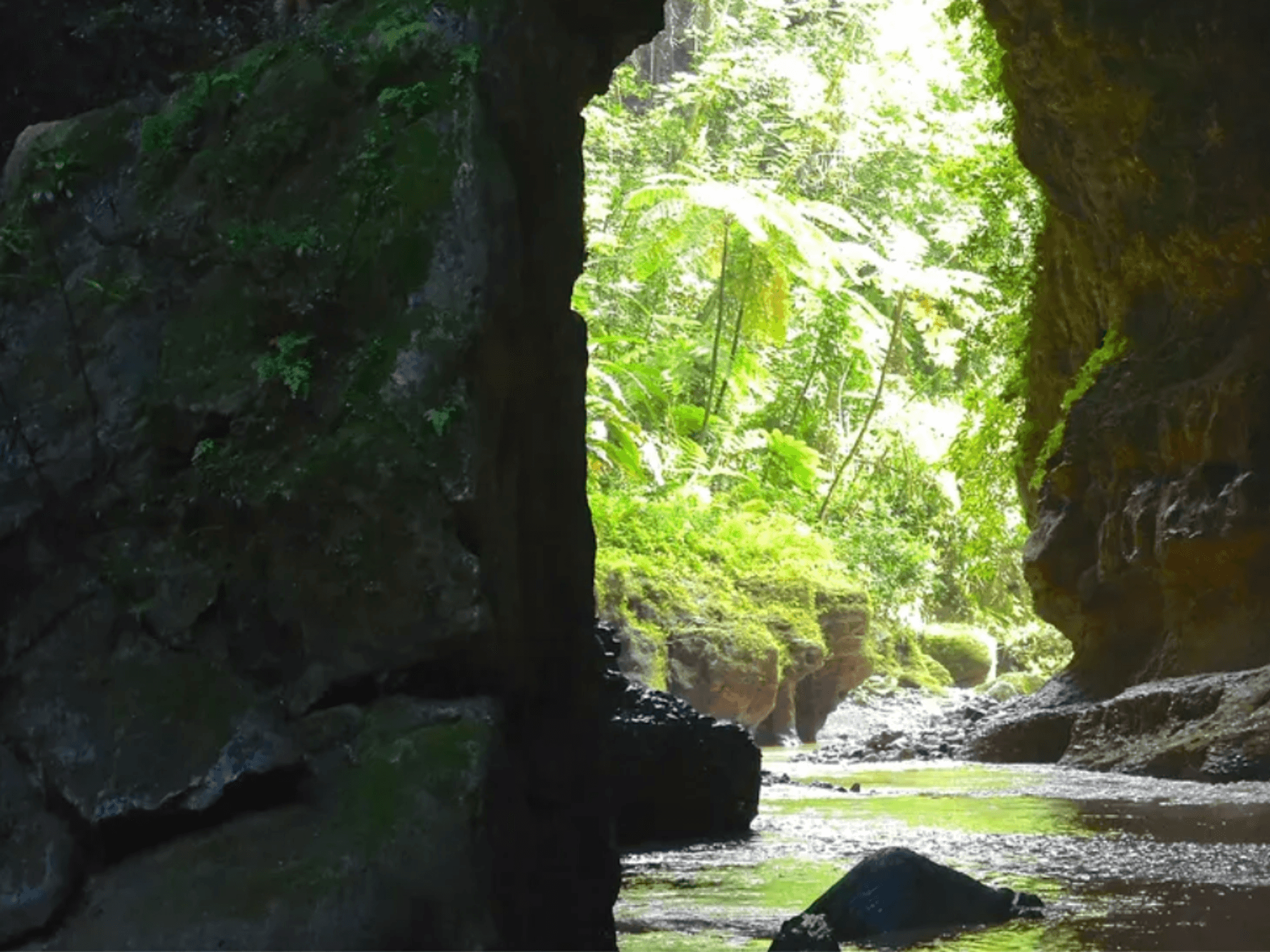 A lush, green forest view through a dark, rocky cave opening.