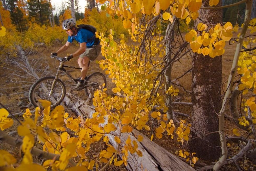A mountain biker passes through brilliant yellow aspen leaves