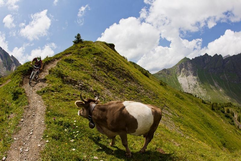A mountain biker rides past a dairy cow