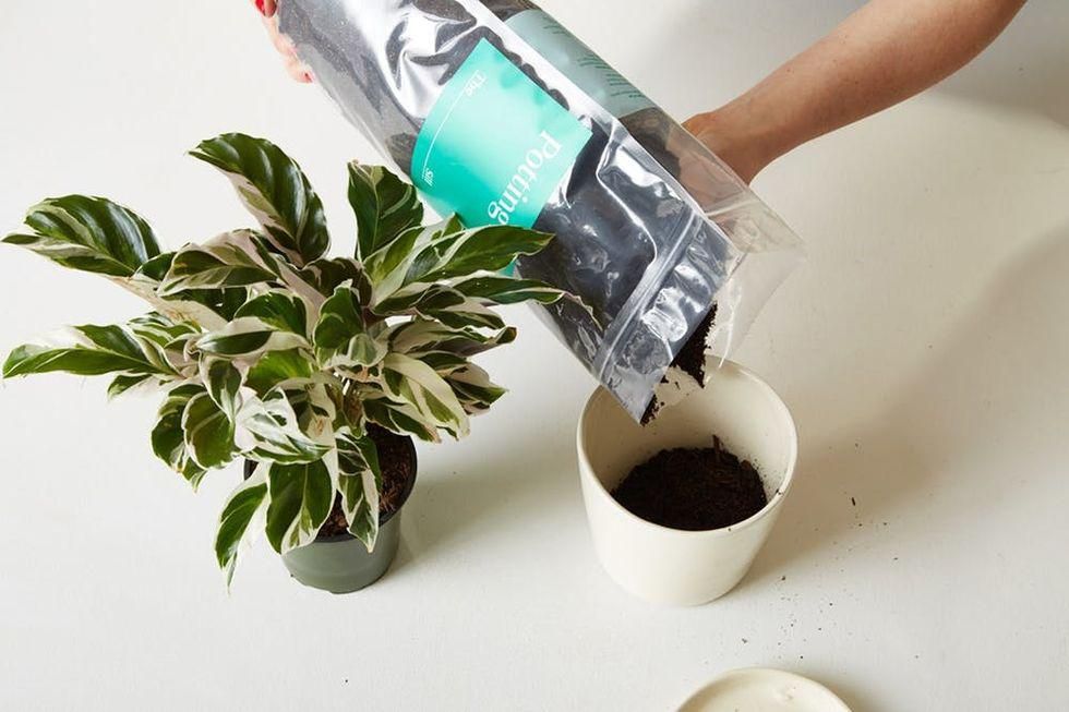 A person carefully pouring potting mix into an empty flower pot.