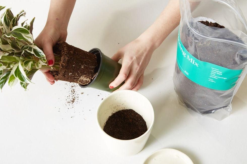 A person removing a plant from a small pot and transfering to a larger one.