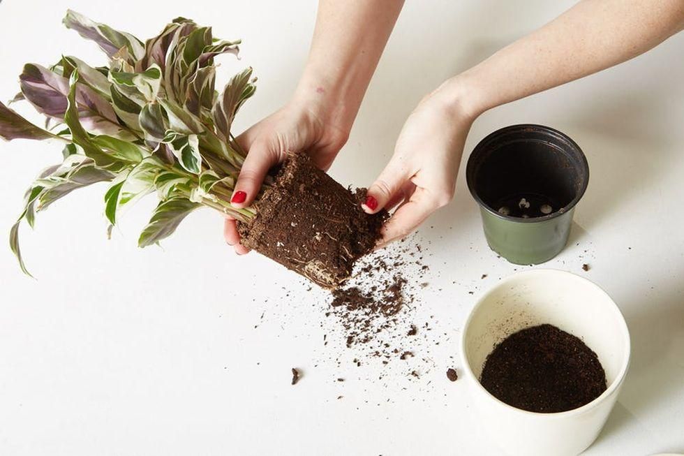 A person unbinding tight roots at the base of a potted plant.