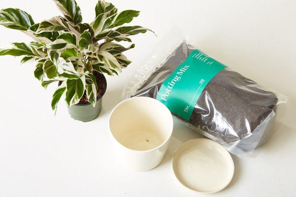 A potted plant, empty pot, and bag of potting mix.