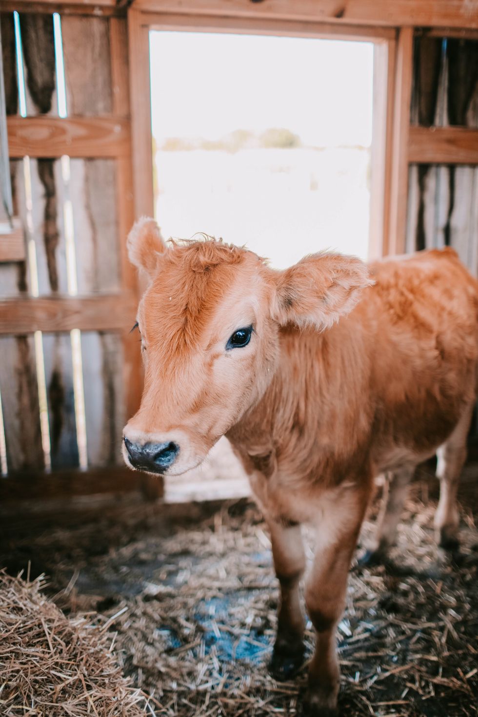 A small brown cow stands in a wooden barn with hay on the ground.