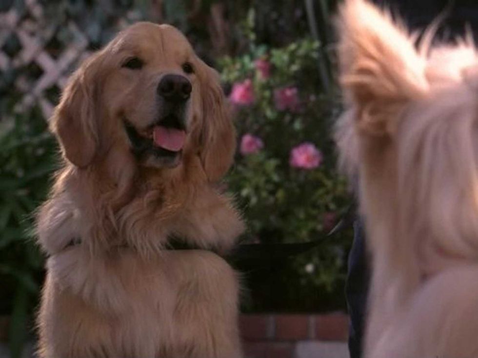 a smiling golden retriever sitting outside