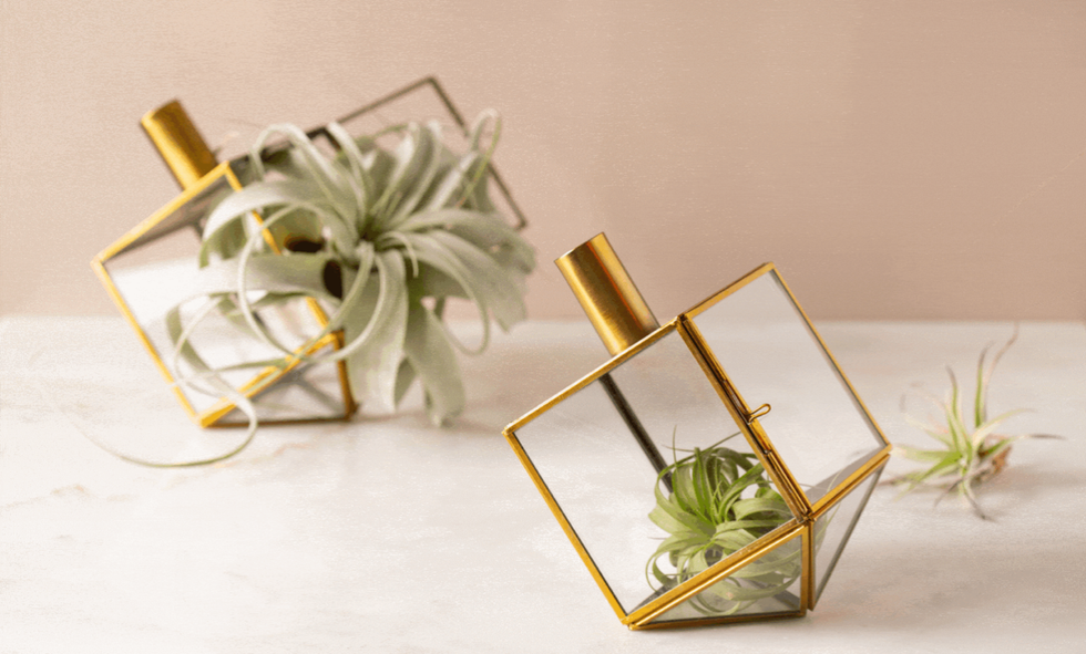 Adara Rituals Talia Dreidel Terrarium