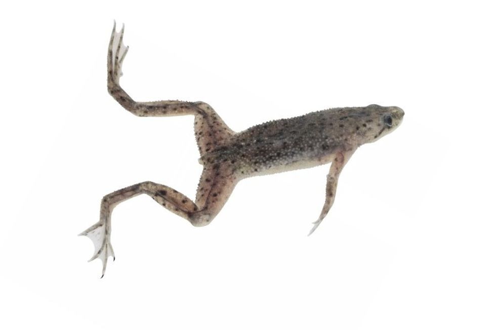 African dwarf frog