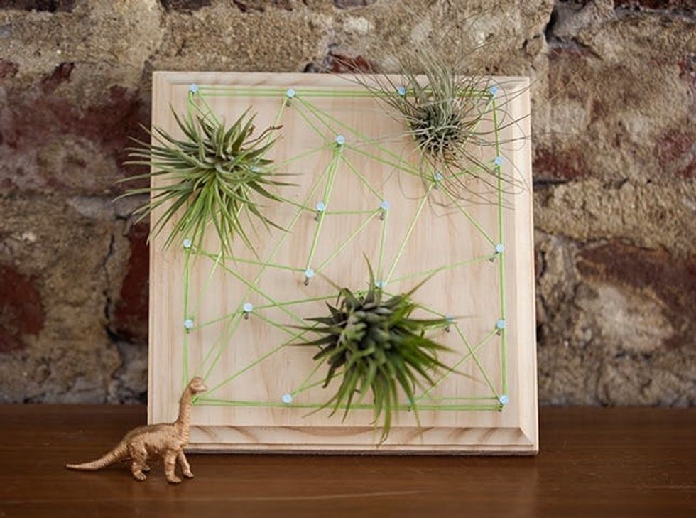 Air Plant String Art