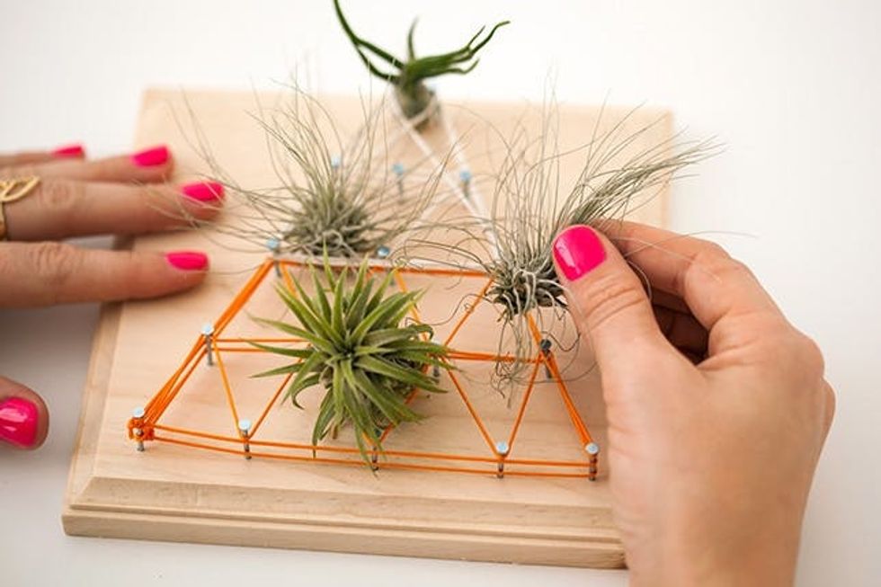 Air Plant String Art