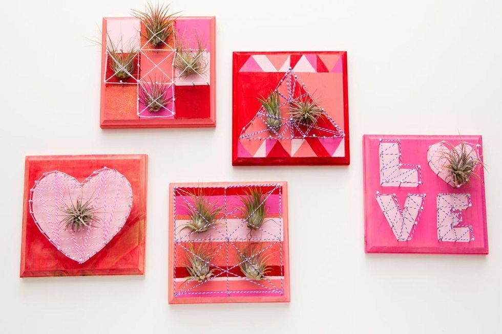 Air Plant Wall Art, Valentine\u2019s Edition