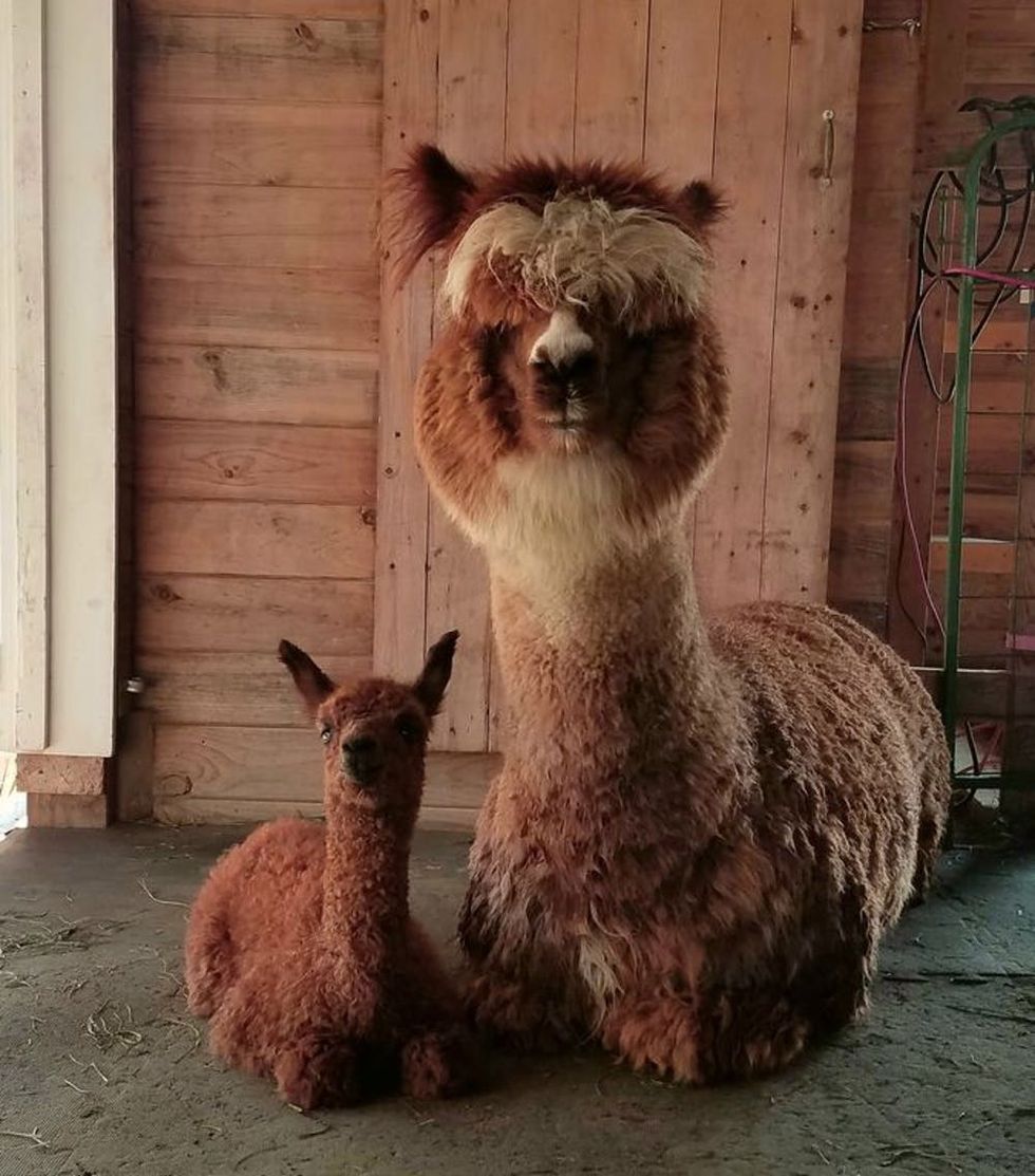 8 Airbnbs That Will Let You Live Out All of Your Alpaca Dreams Brit + Co