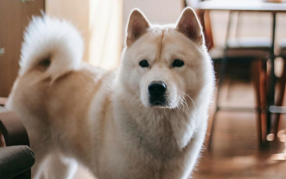 Akita