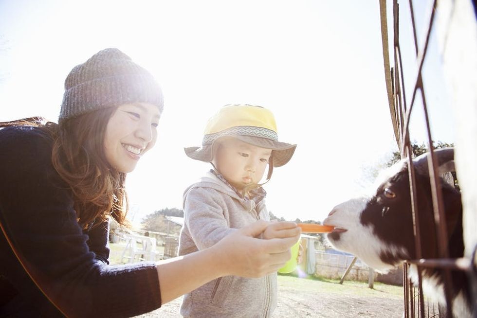 An asian mother helps his son feeding a goat at farm.