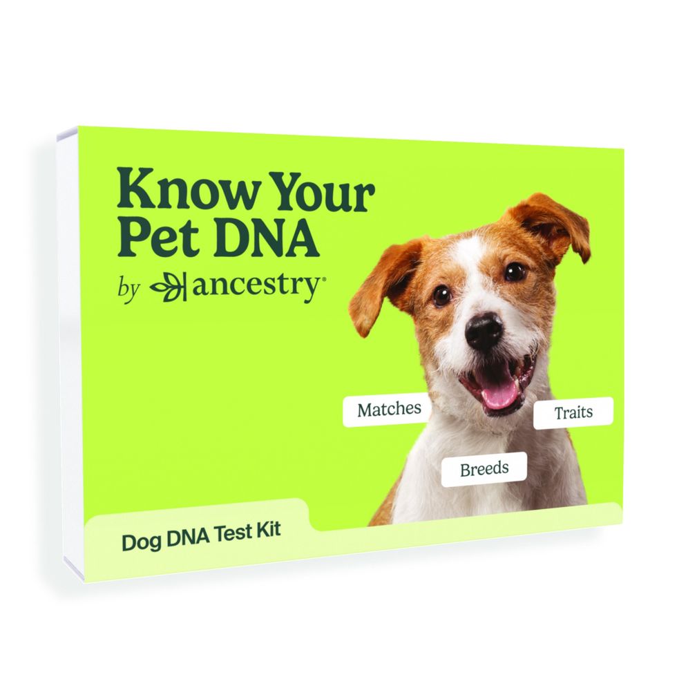 ancestry dog dna test kit