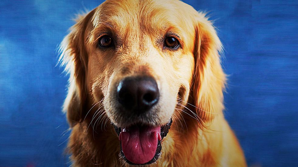 animal iq documentary