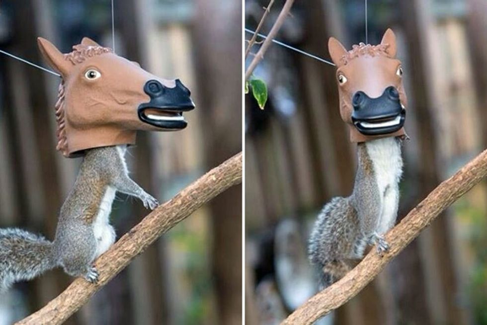 Archie McPhee Horse Head Squirrel Feeder