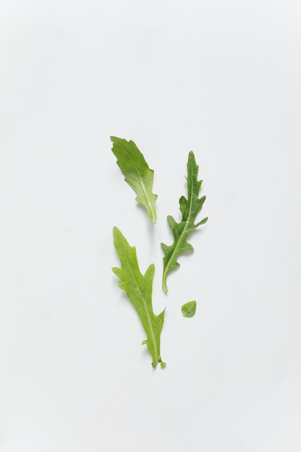 arugula leaves against a white background