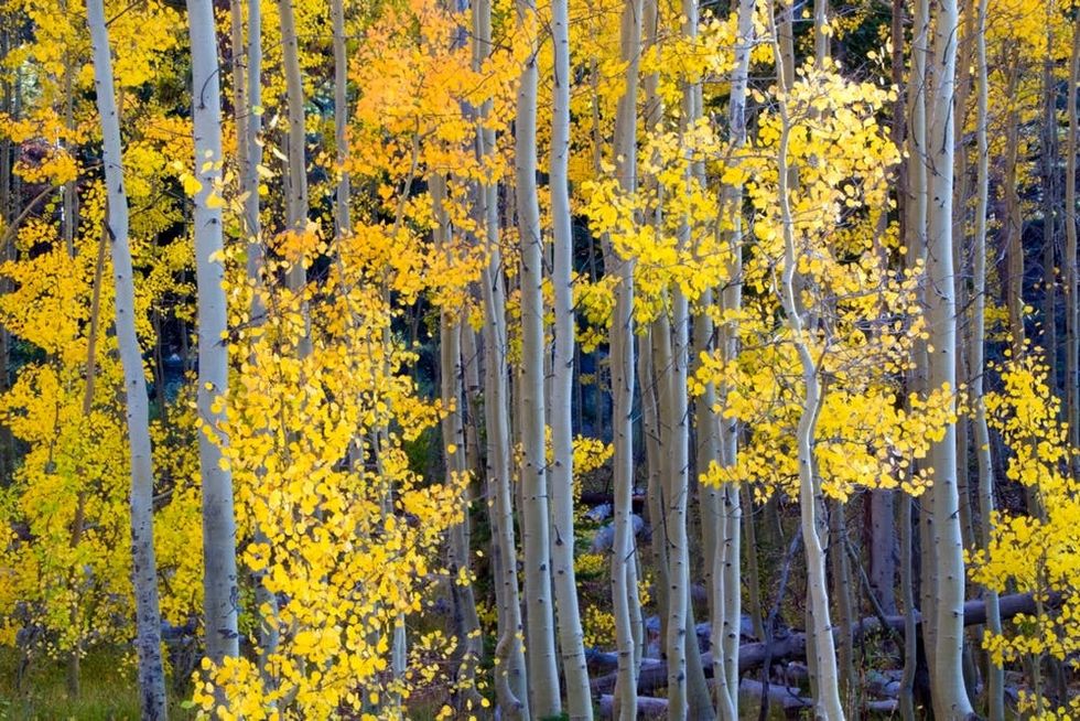 Aspens turn a bright canary yellow during Lake Tahoe's autumn