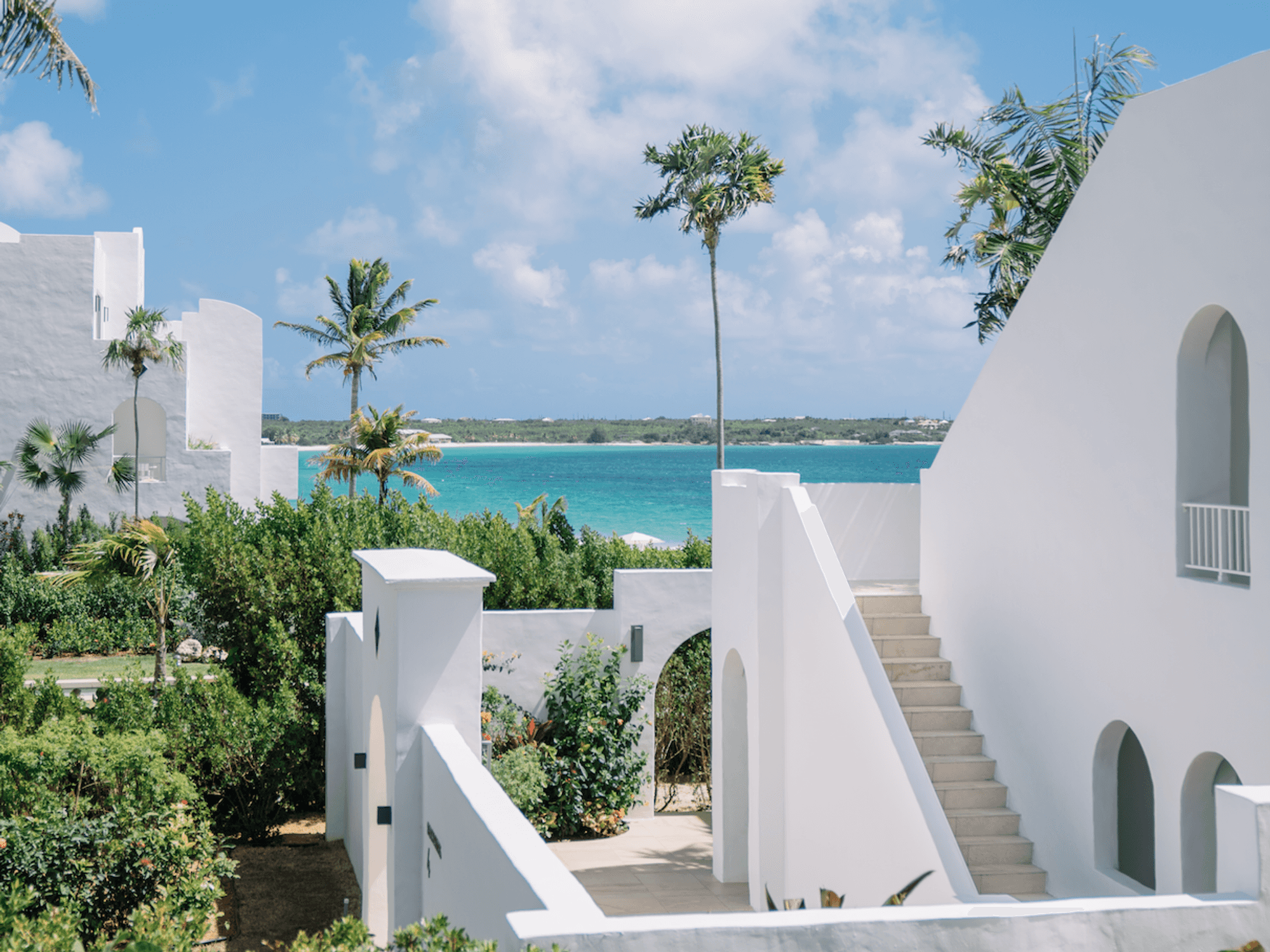 aurora anguilla