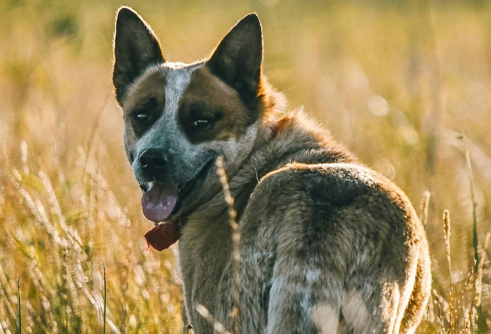 Australian Cattle Dog