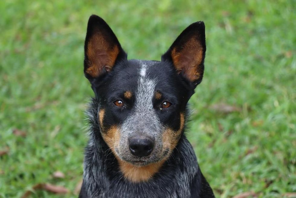 Australian Cattle Dog