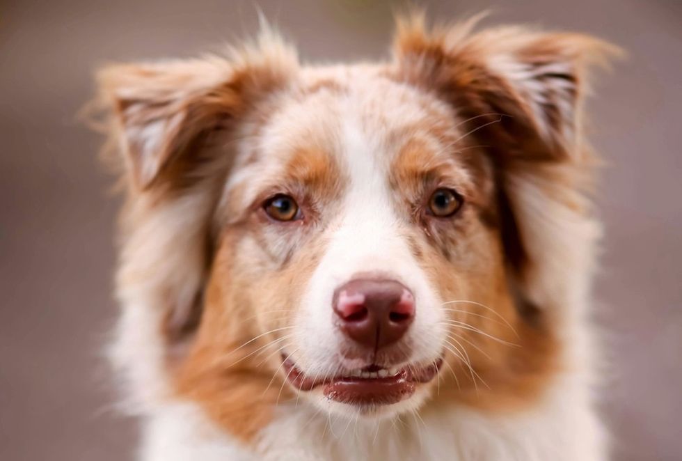 Australian Shepherd
