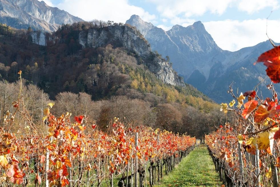Autumn colors decorate a vinyard in Bad Ragaz
