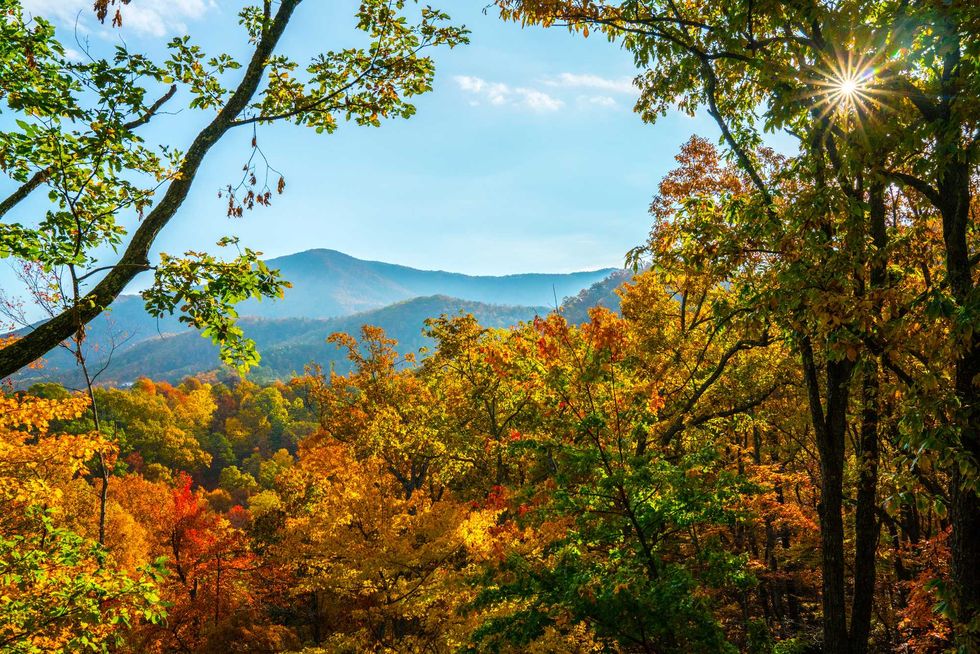 Autumn forest with colorful leaves and sunlight peeking through branches, mountains in background.