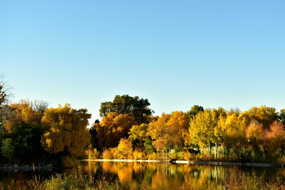 Autumn trees by a calm lake reflecting vibrant yellow and orange leaves under a clear sky.