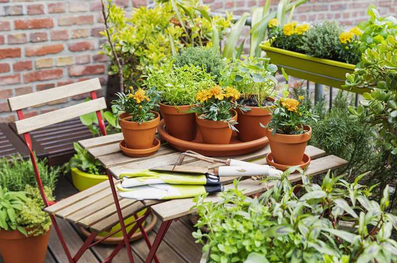 12 Best Mini Garden Ideas for Apartments and Small Balconies - Brit + Co